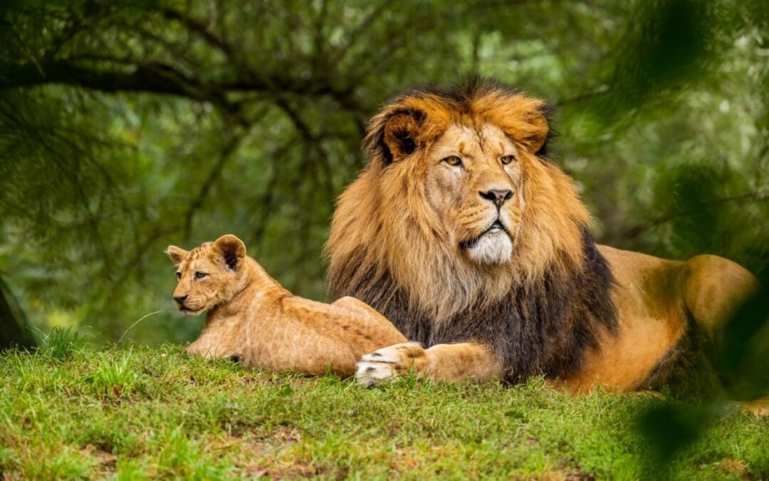 A Conservationist’s Guide To Travel: Countries That Care About Their Wildlife And Fauna 