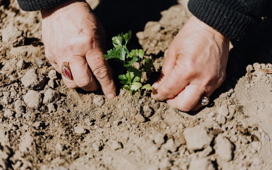 Top 5 Improvements To Take Your Garden To The Next Level