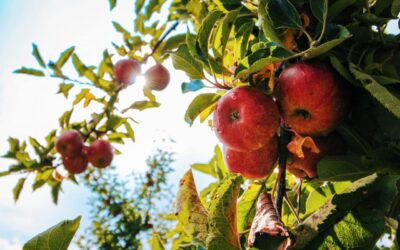 Maintaining An Eco-Friendly Orchard With Fruit Tree Mulch